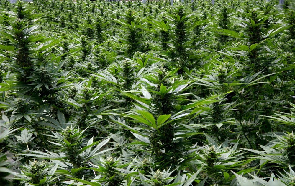 Medizinisches Cannabis in der Schweiz: Ein umfassender Überblick
