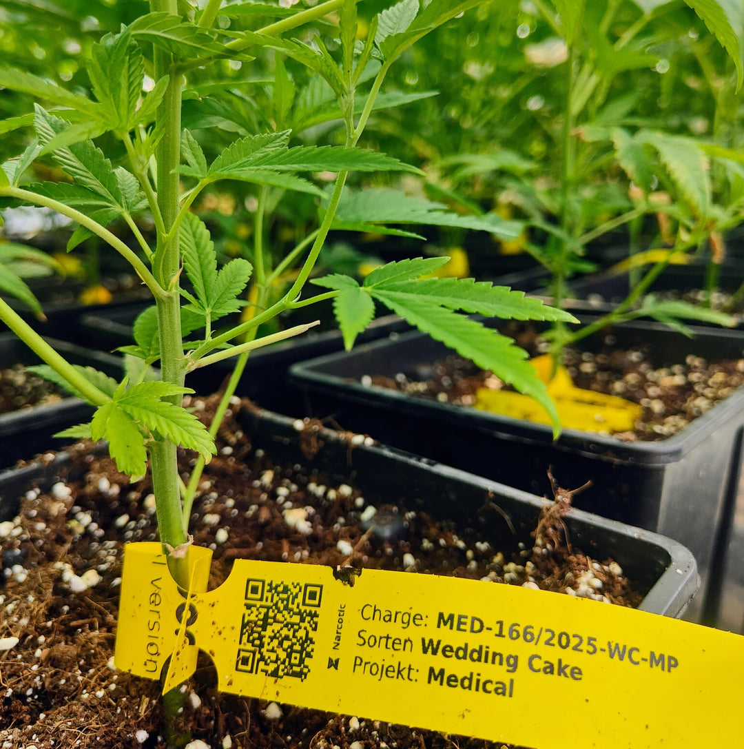 Bild vom Anbau Medizinisches Cannabis Swiss Extract